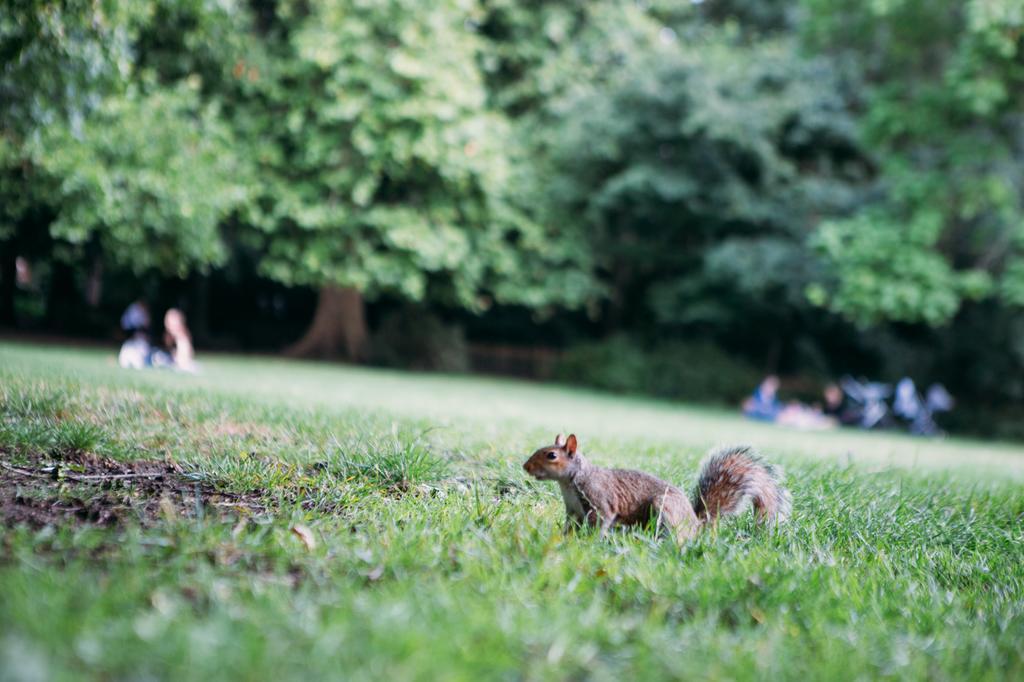 Safestay London Kensington Holland Park (Adults Only) Exteriér fotografie